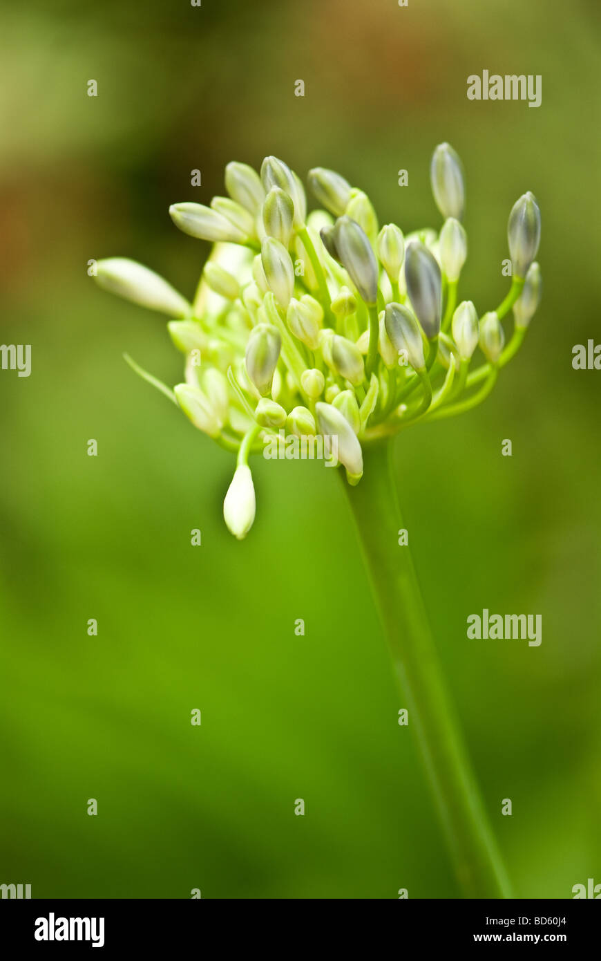 Agapanthus hybrid Stock Photo