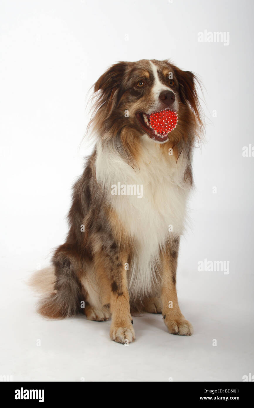 Australian Shepherd red merle with ball toy Stock Photo - Alamy