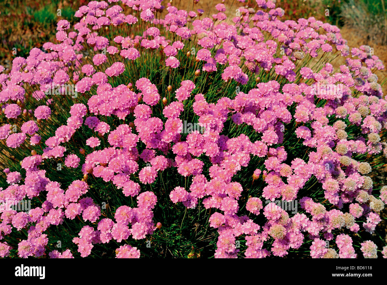 Portugal: Wild flowers in the Nature Park Costa Vicentina Stock Photo