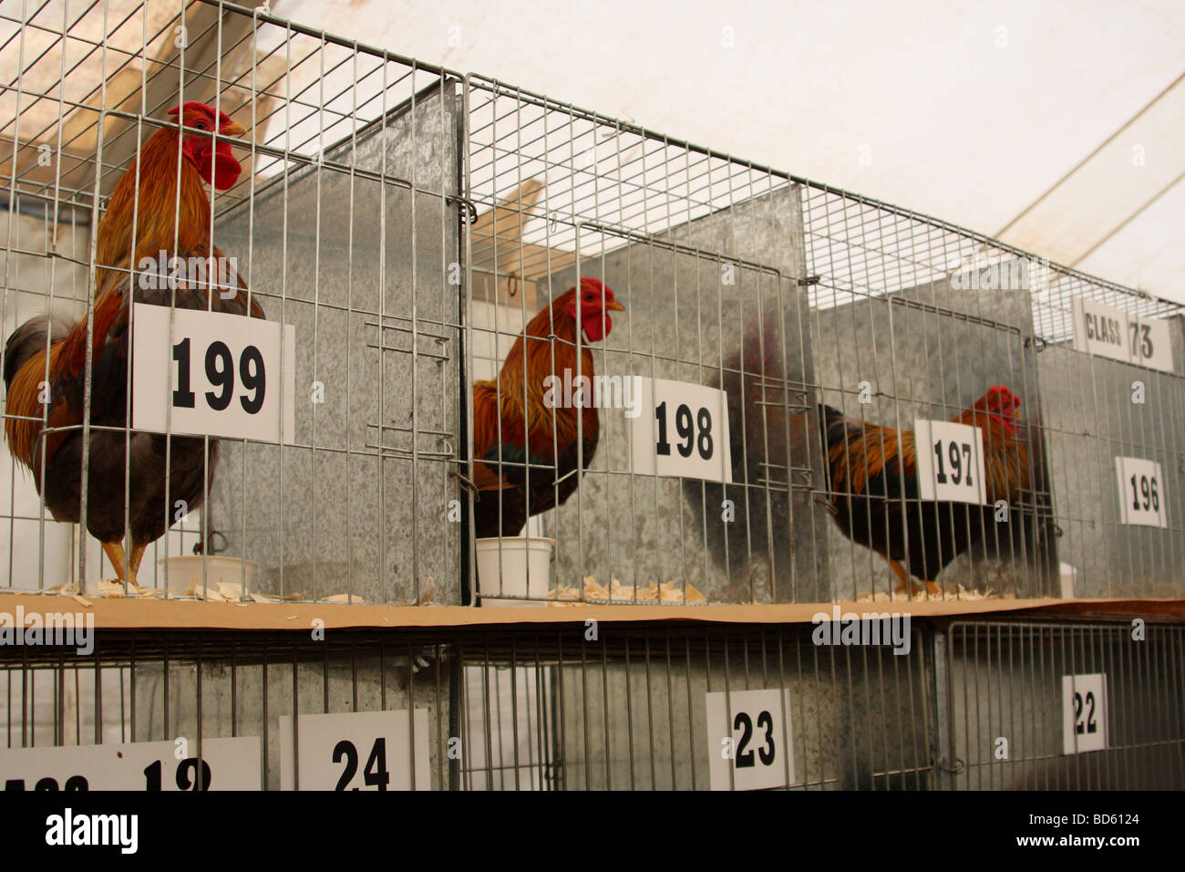 Poultry in cages at the Bakewell Show, Bakewell, Derbyshire, England, U.K. Stock Photo