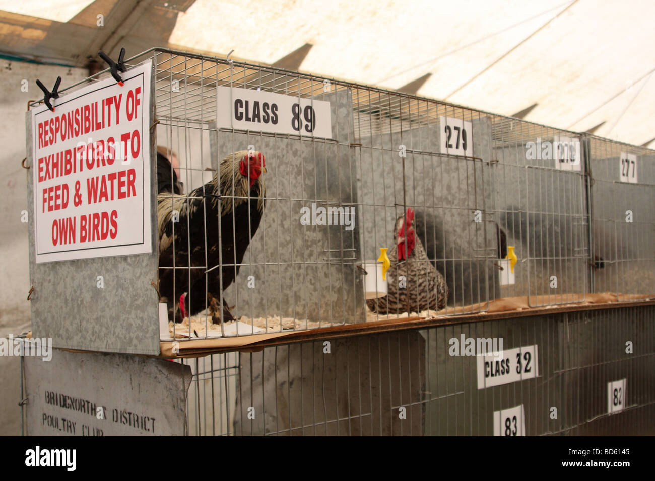 Poultry show cages hires stock photography and images Alamy