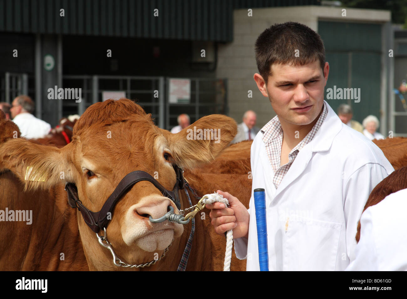 A young farmer with cattle at the Bakewell Show, Bakewell, Derbyshire, England, U.K. Stock Photo