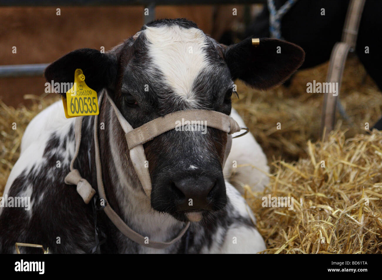 Cattle pens uk hi-res stock photography and images - Alamy