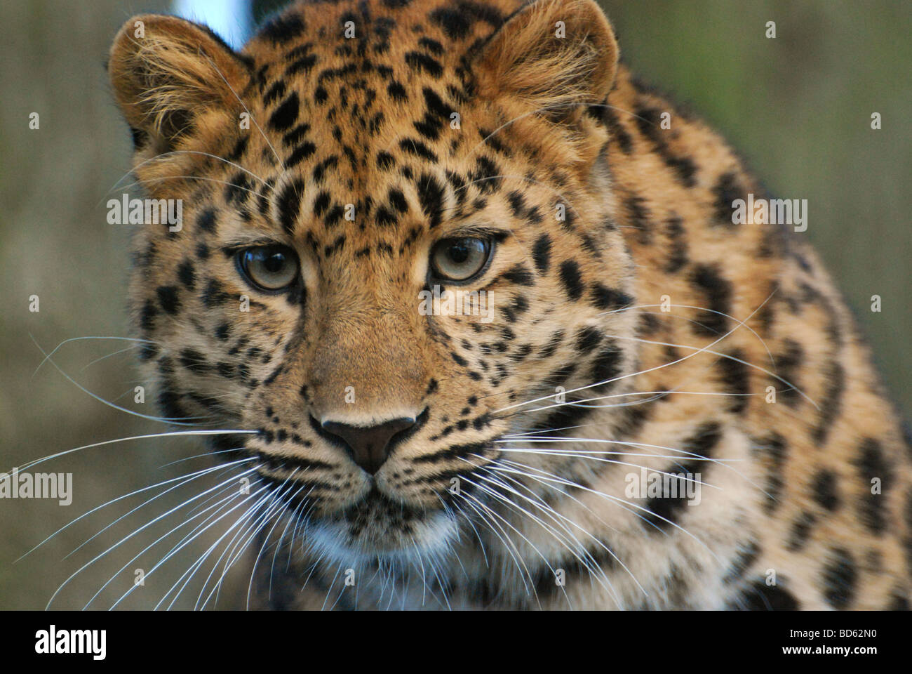 Female Amur leopard looking into camera Stock Photo - Alamy