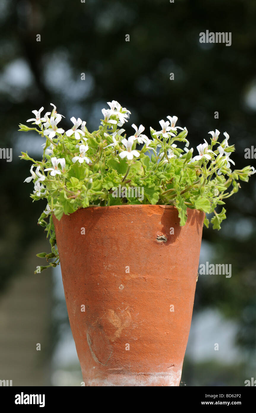 Scented Geranium 'Odoratissimum' Stock Photo Alamy