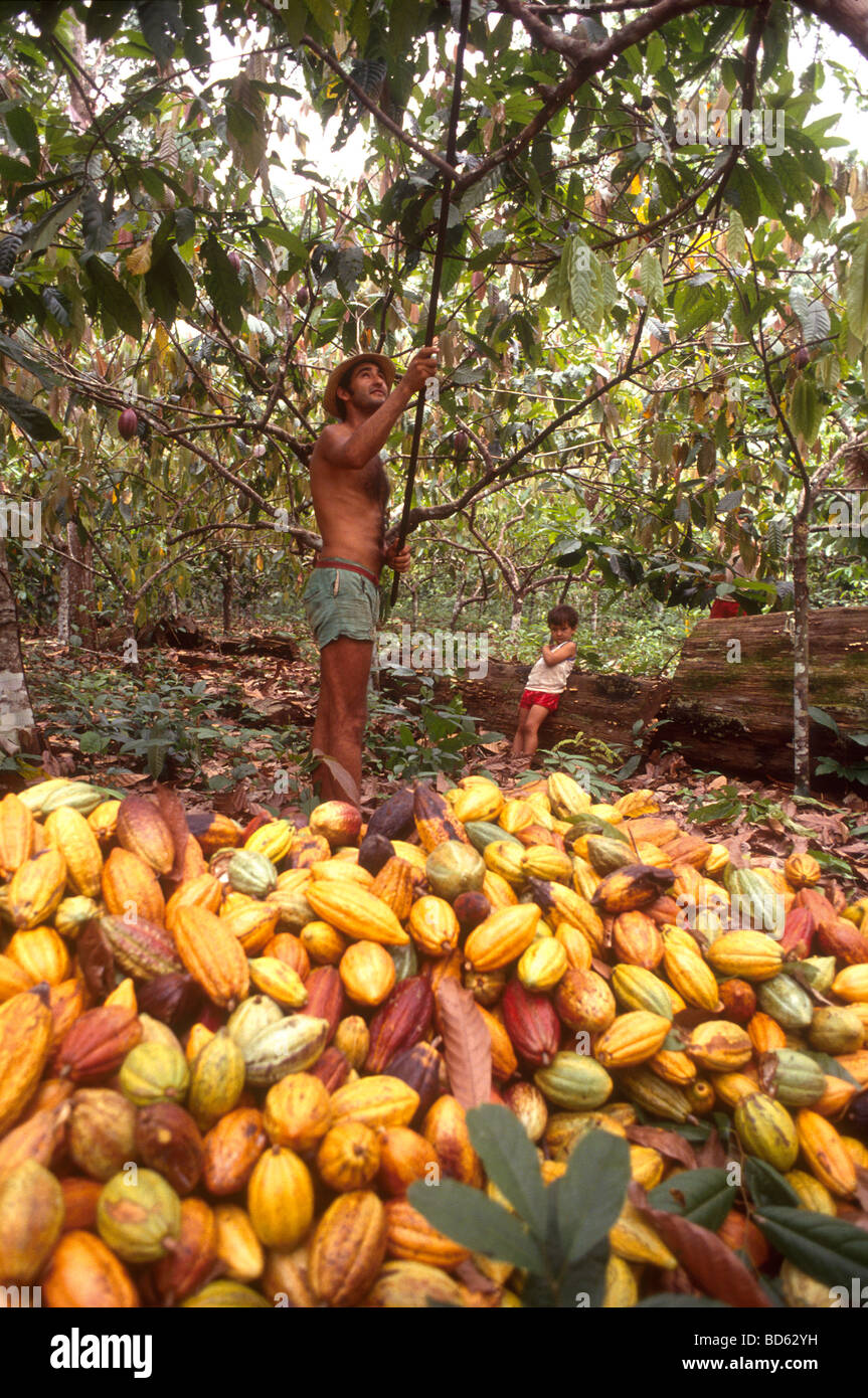 Brazil Fruit Farm High Resolution Stock Photography and Images Alamy