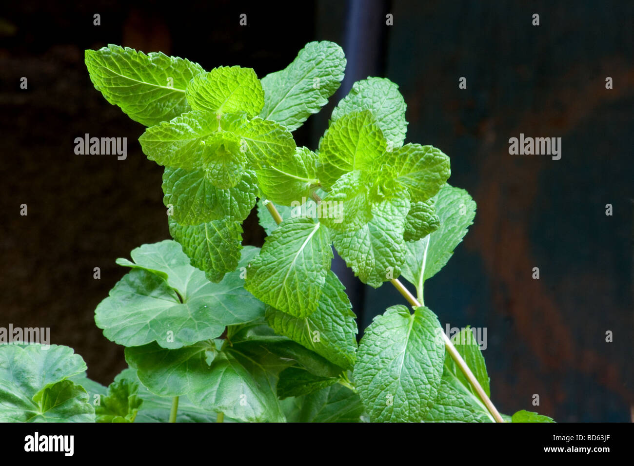Close-up of mint plant on herbal garden Stock Photo