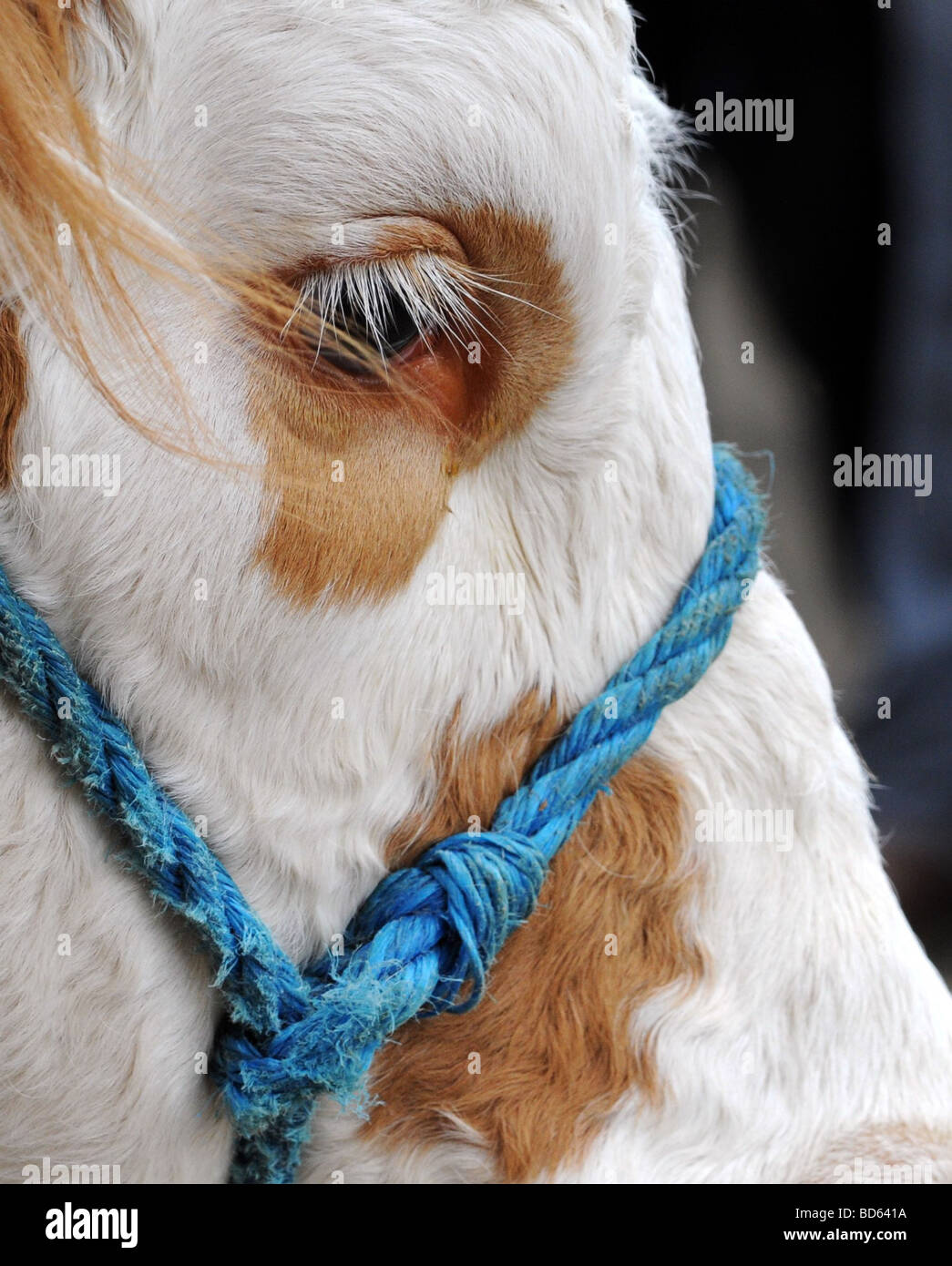 Hereford bull head hi-res stock photography and images - Alamy