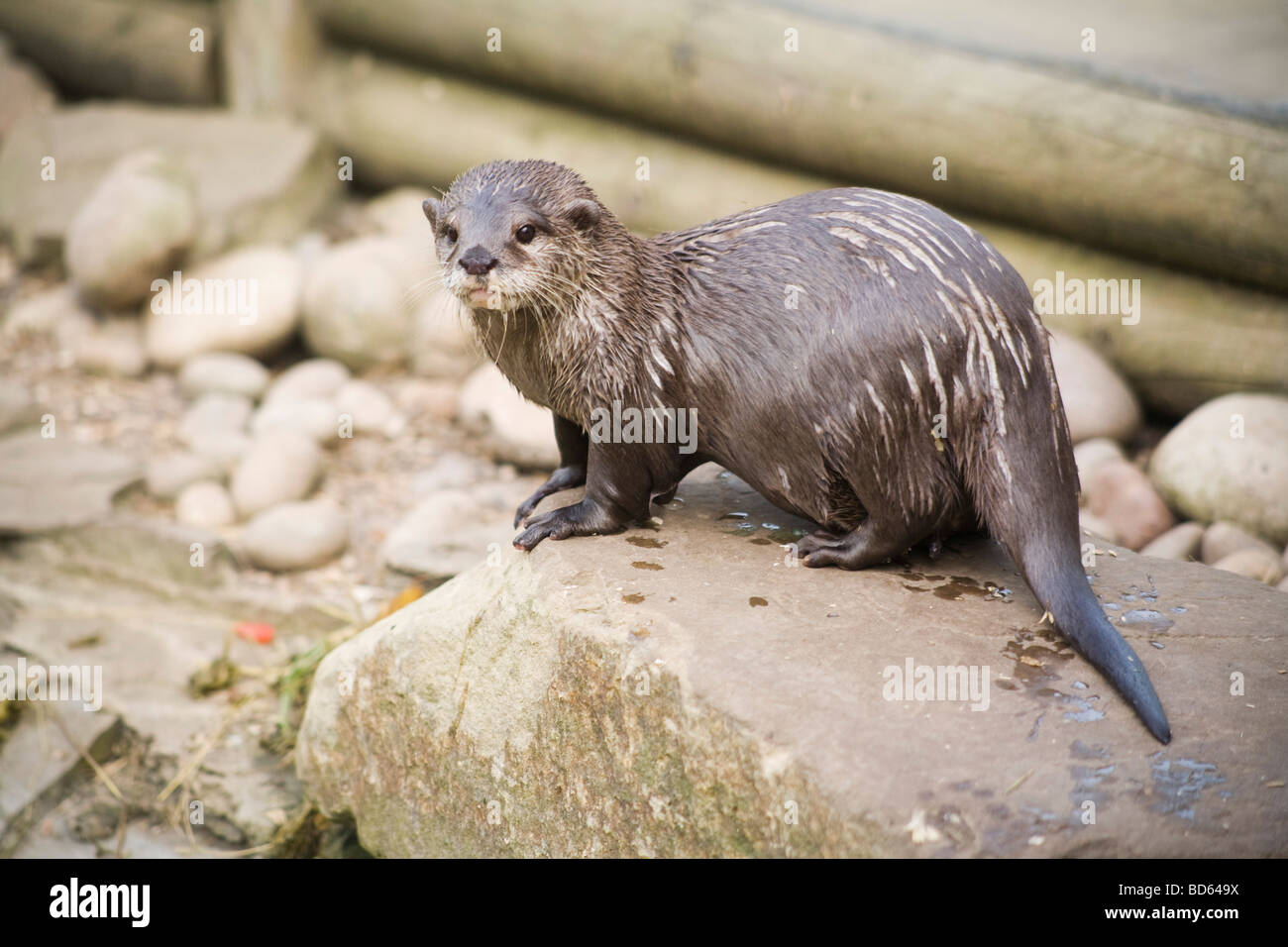 Wet otter posing on a rock, Paradise WIldlife Park, UK Stock Photo