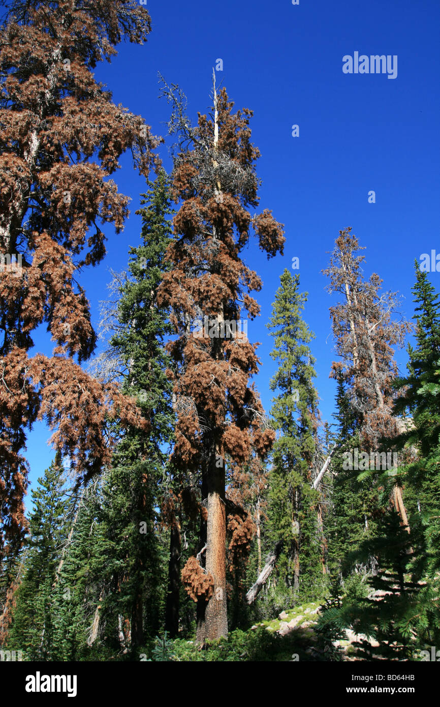 pine trees in the high Uinta Wilderness Utah killed by bark beetles Stock Photo