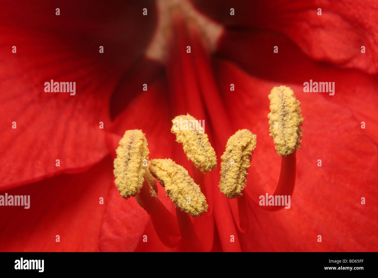 close up shot of red amaryllis Stock Photo