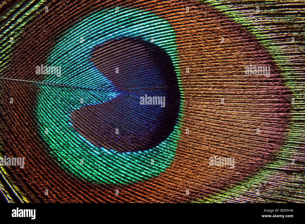 Peacock feather art hi-res stock photography and images - Alamy