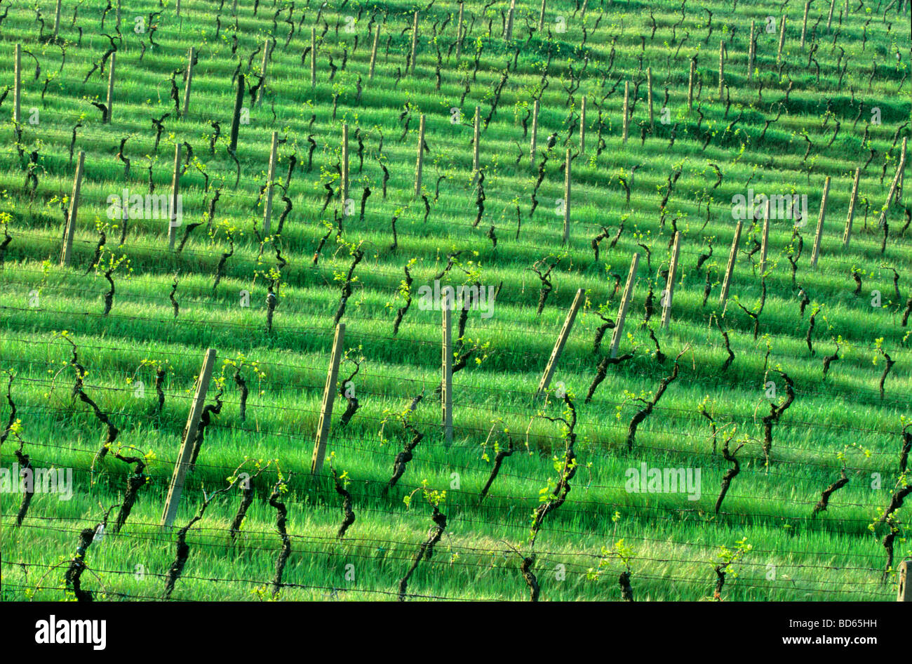 Vineyard in April on hills of Tuscany near town of San Gimignano Tuscany Italy BEAN ALPix 0095 Stock Photo