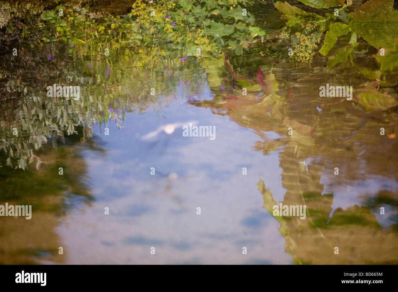 Pipistrelle bat uk insects hi-res stock photography and images - Alamy