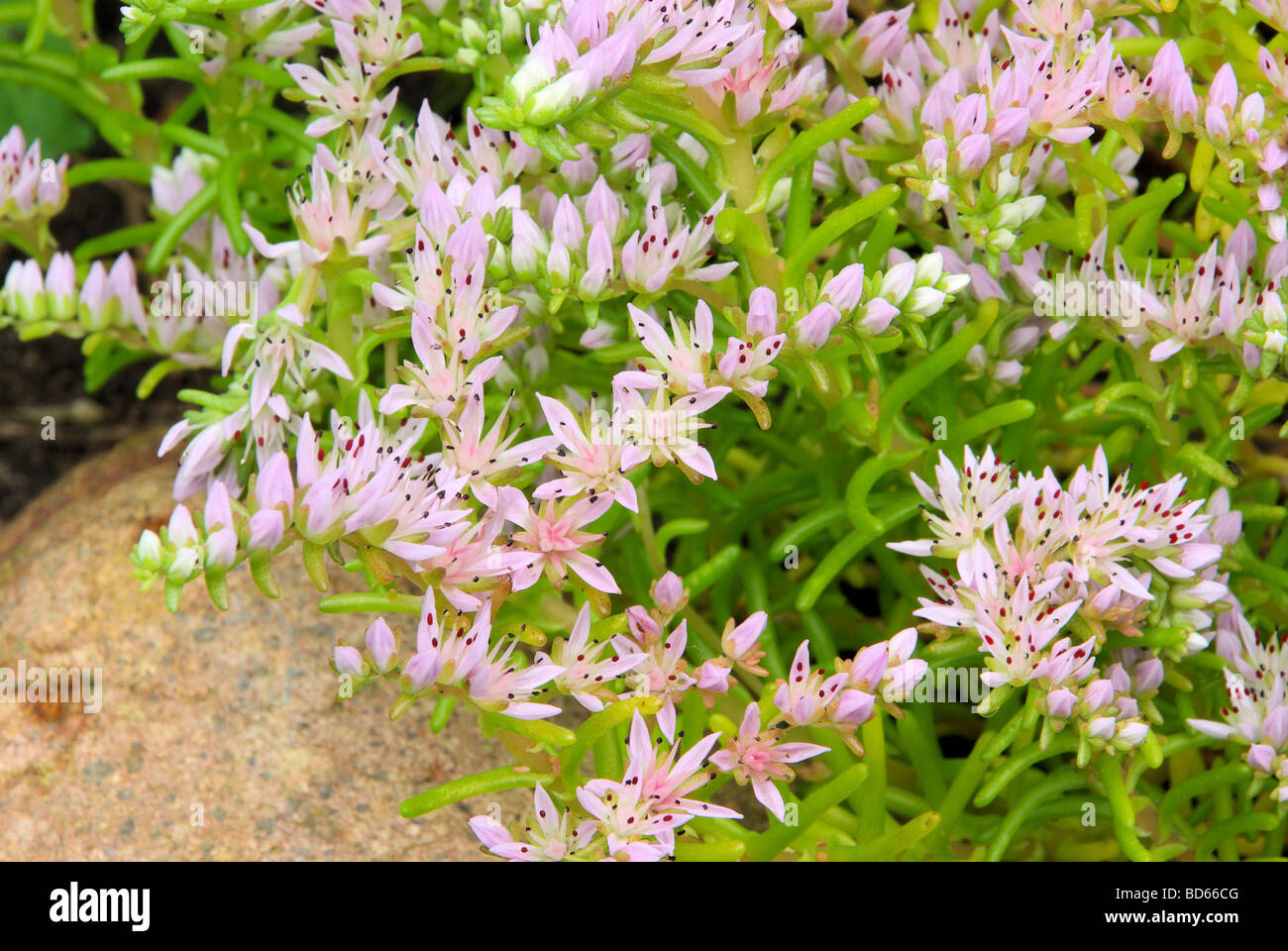 Seestern Blume seastar flower 02 Stock Photo