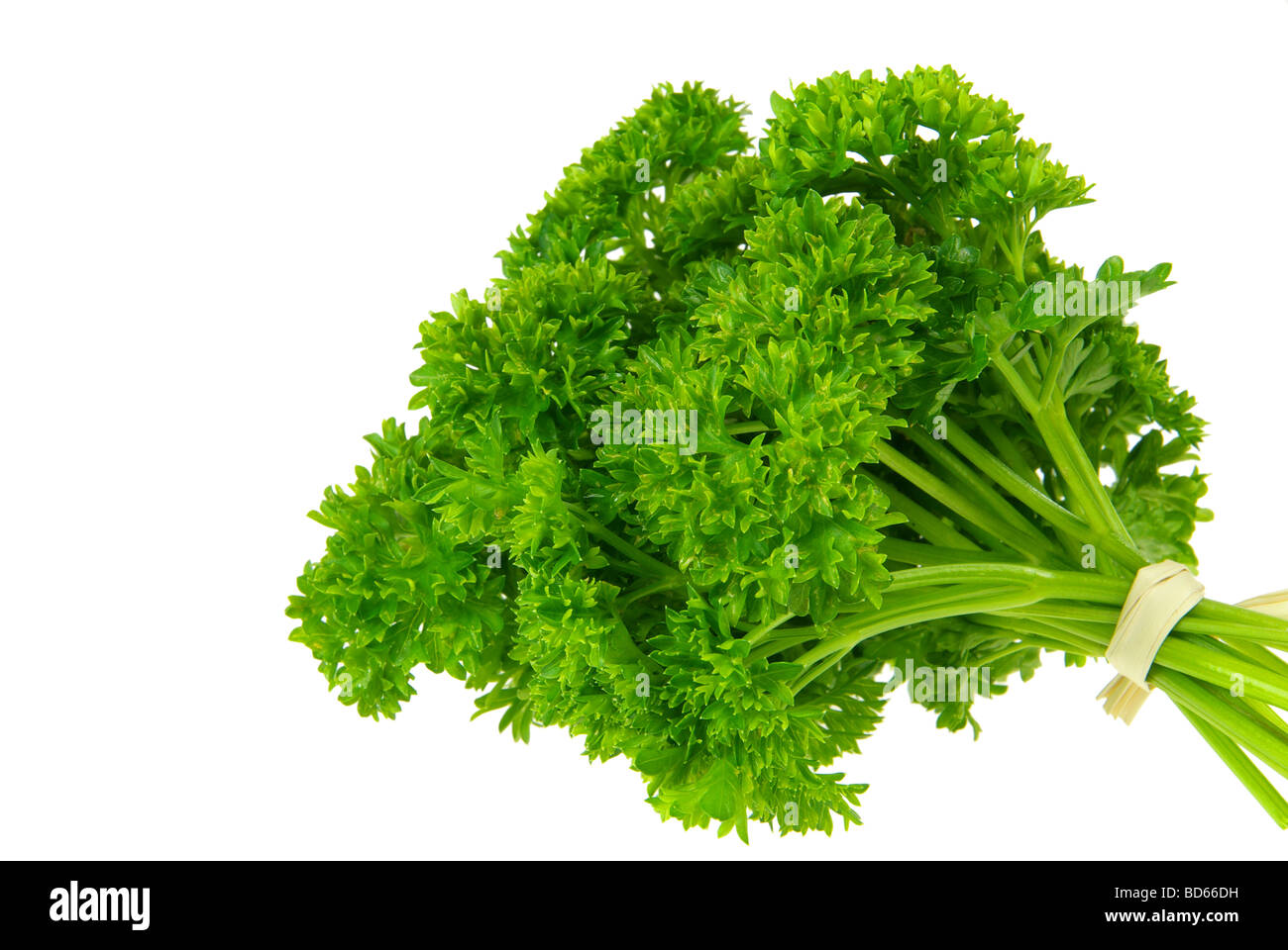 Petersilie parsley 16 Stock Photo