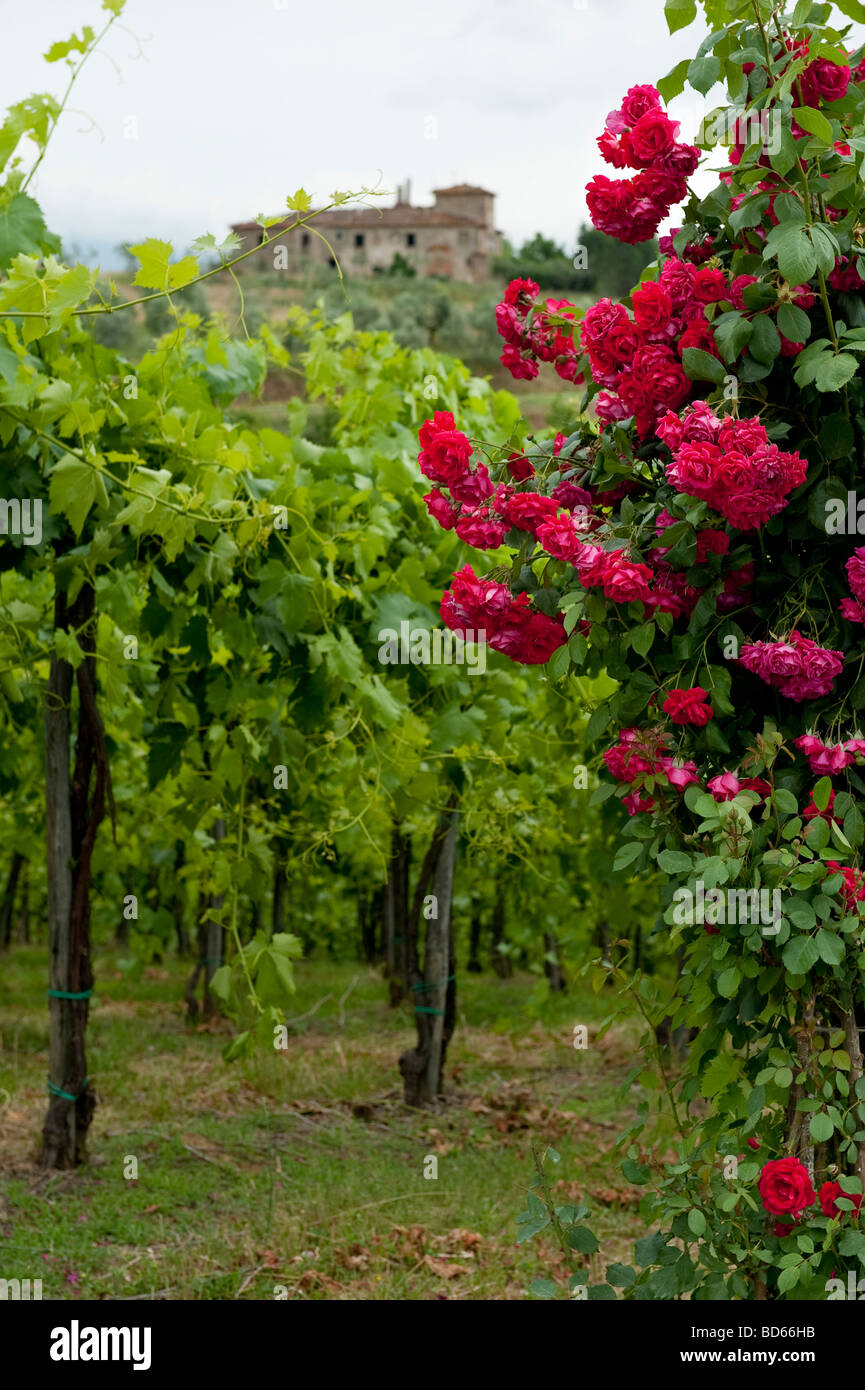 Roses in bloom in vineyard in the tuscany hills, Italy Stock Photo Alamy