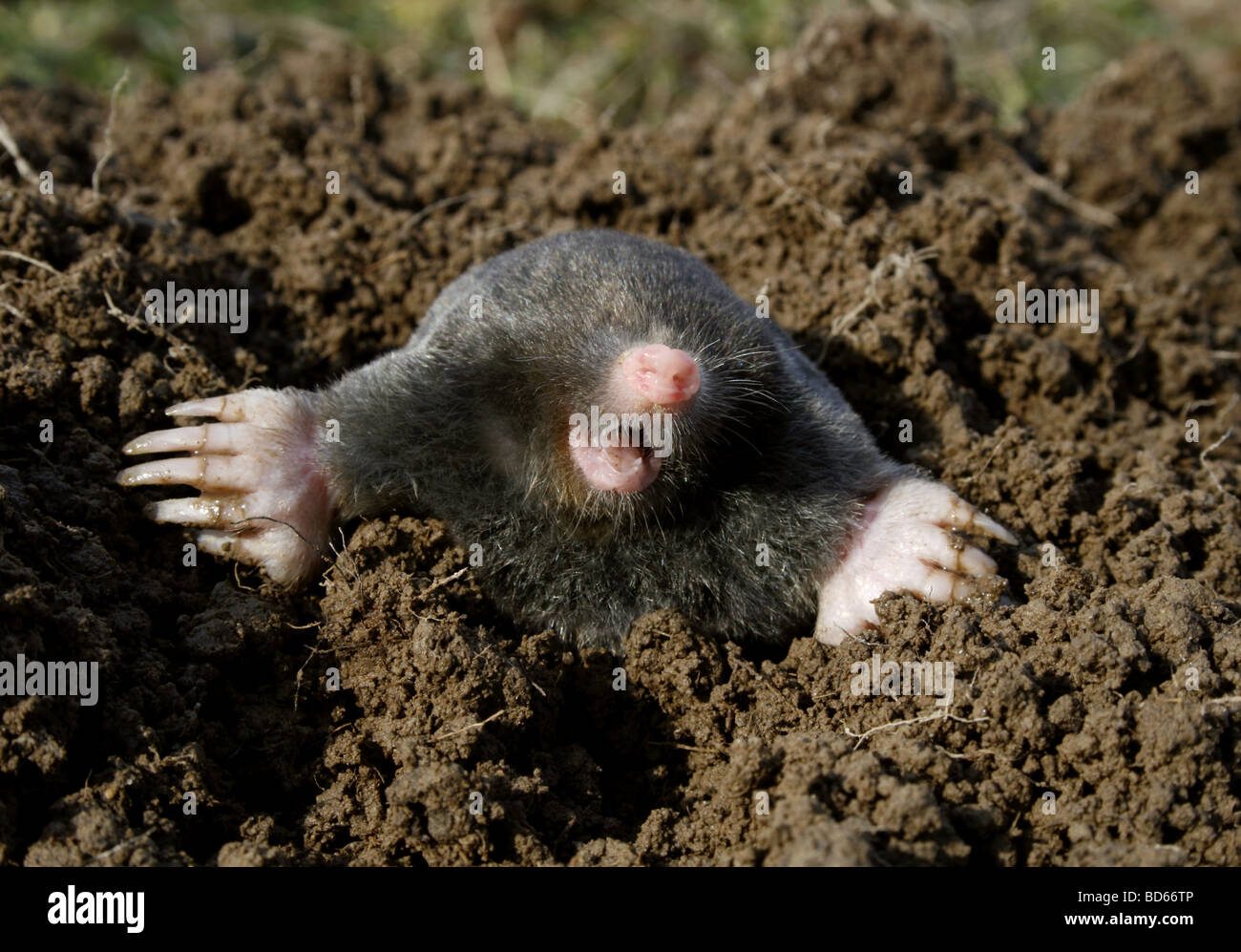 They Won'T Tell You This! The Truth About How Big Is A Mole Animal. - unik44l