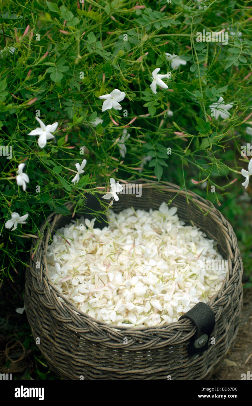 Spanish Jasmine Stock Photo Alamy