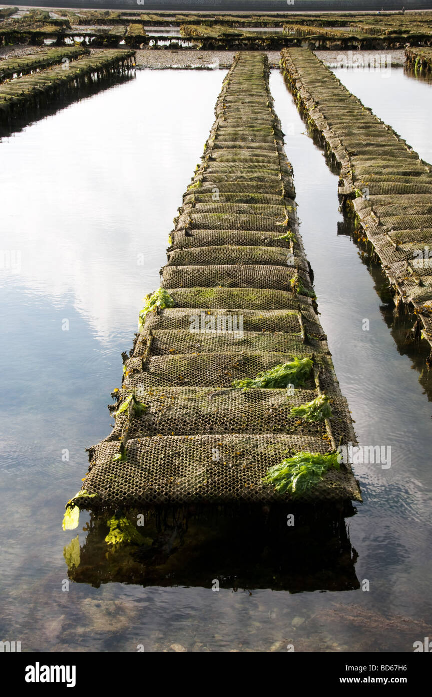 Normandie oysters hires stock photography and images Alamy