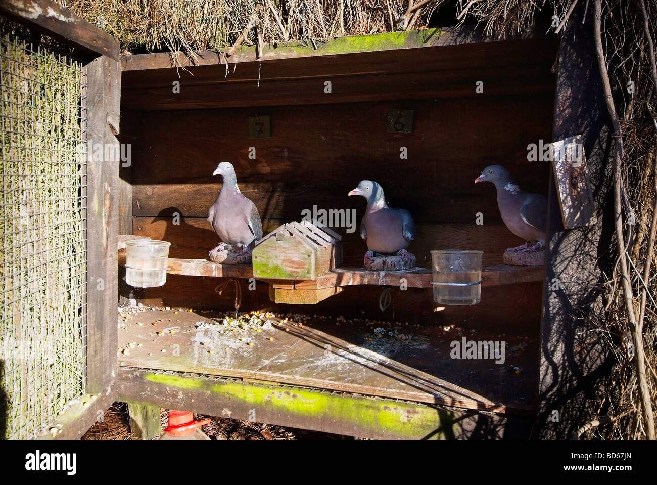 Traditional hunting woodpigeon shooting in the Landes department (40