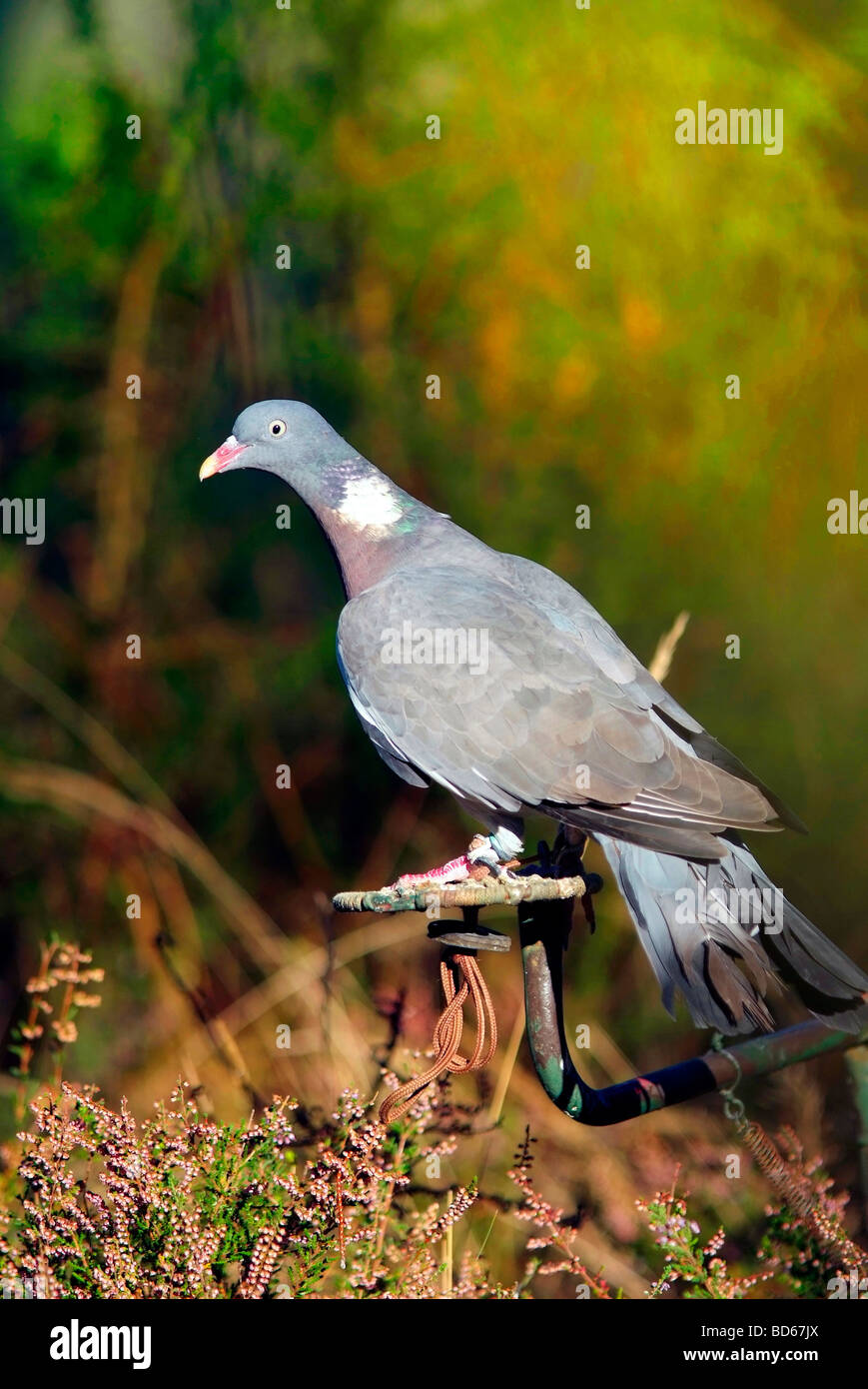 Traditional hunting woodpigeon shooting in the Landes department (40