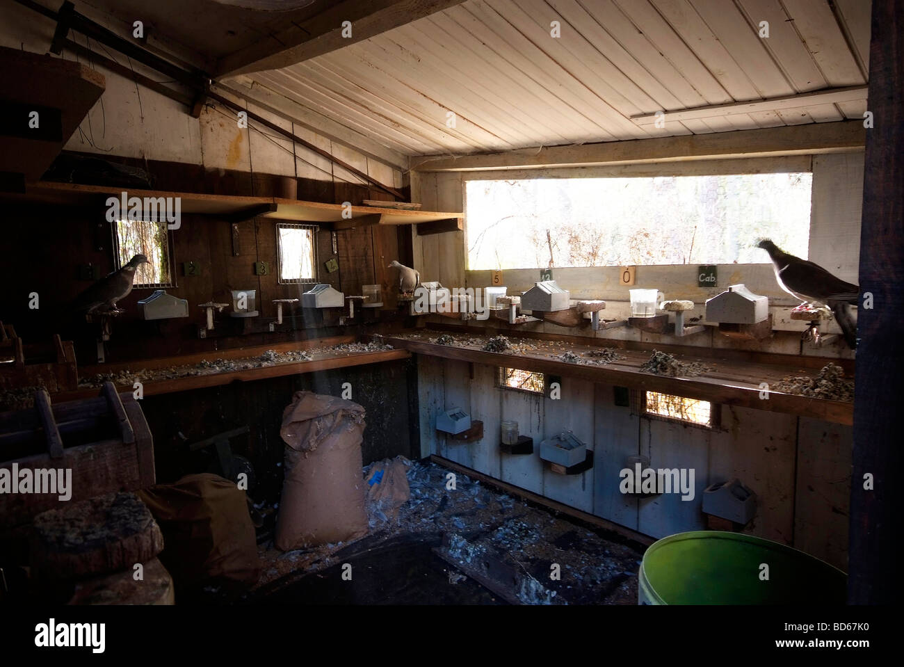 Traditional hunting woodpigeon shooting in the Landes department (40