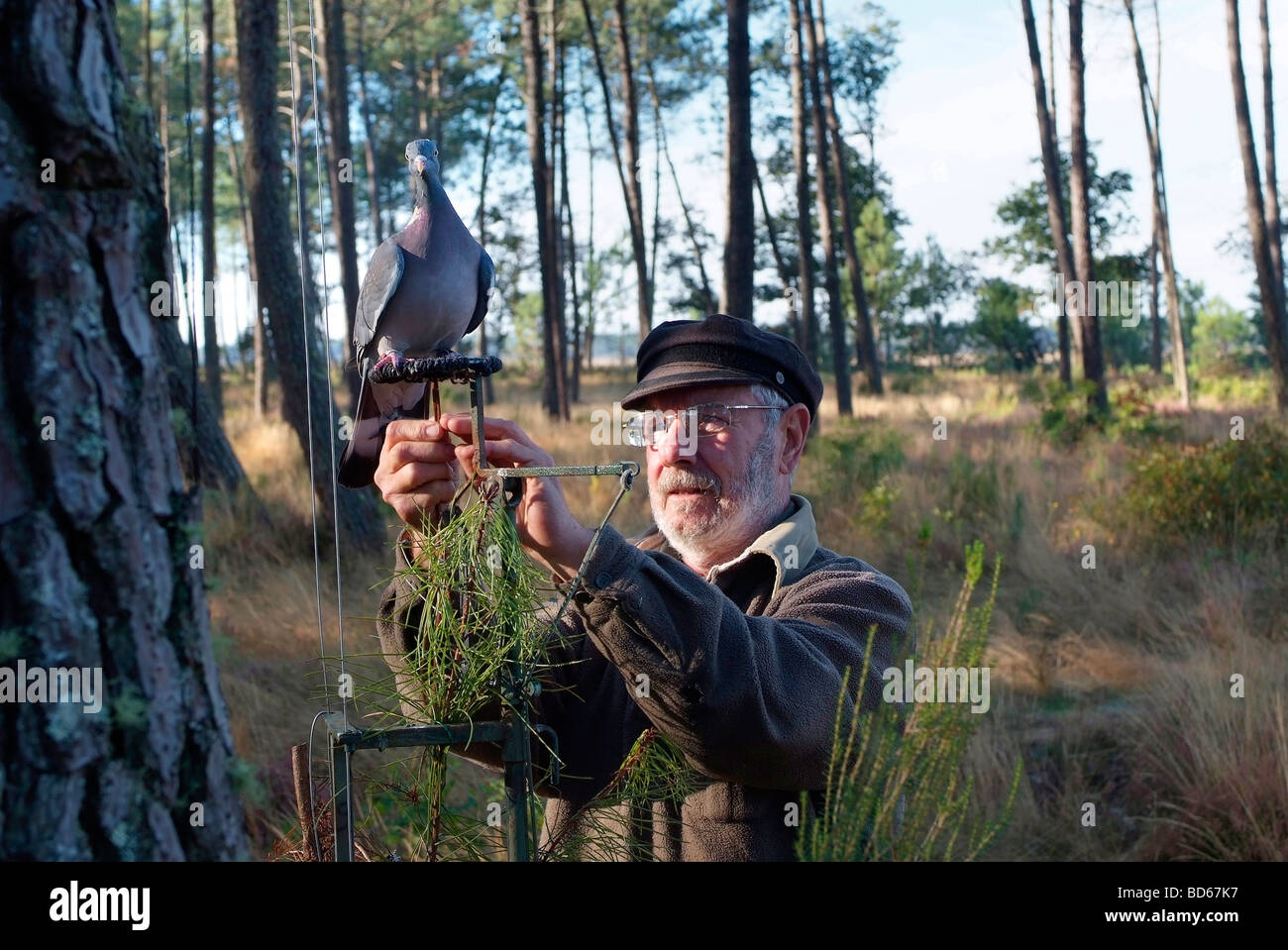 Traditional hunting woodpigeon shooting in the Landes department (40