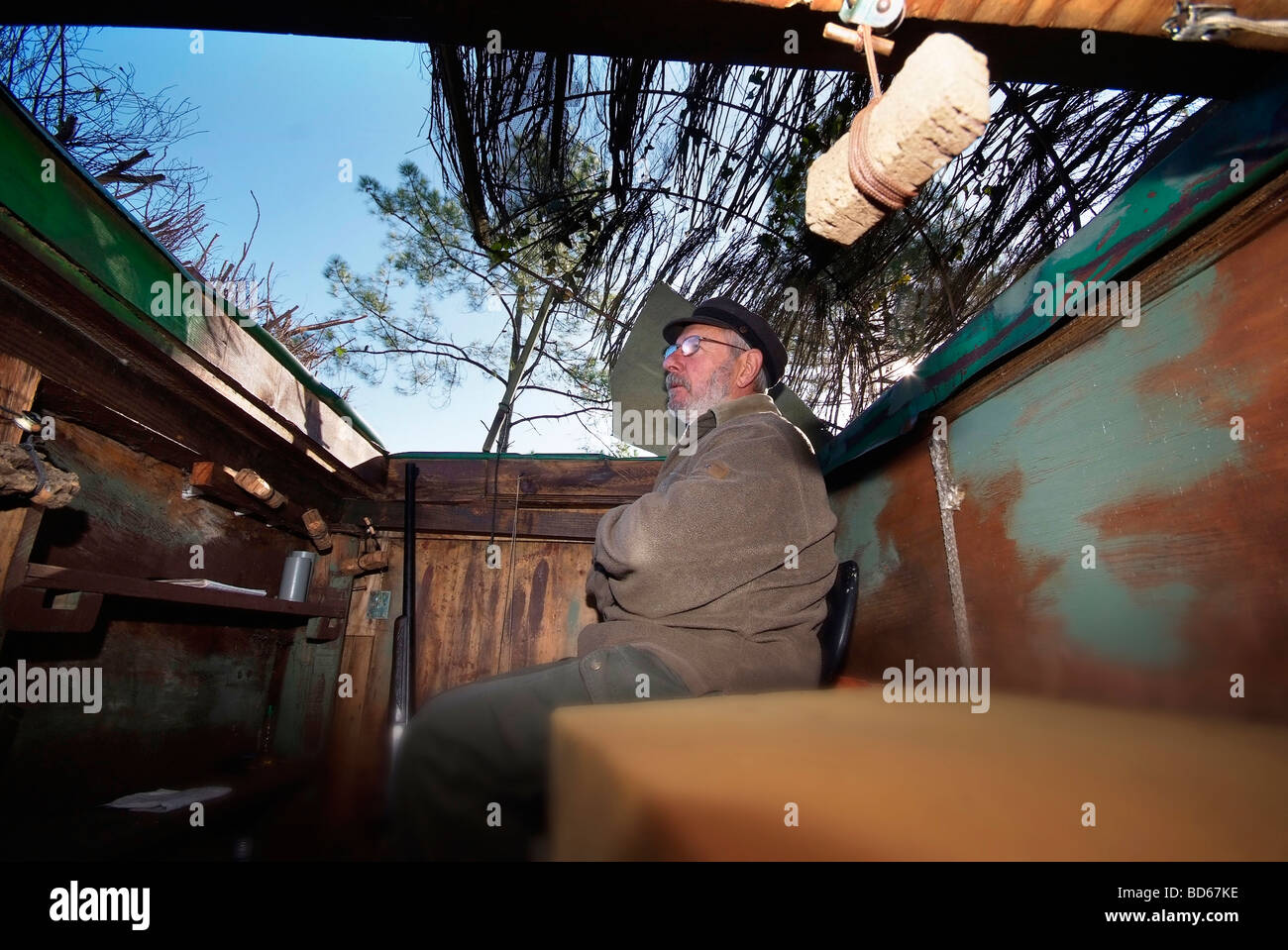 Traditional hunting woodpigeon shooting in the Landes department (40