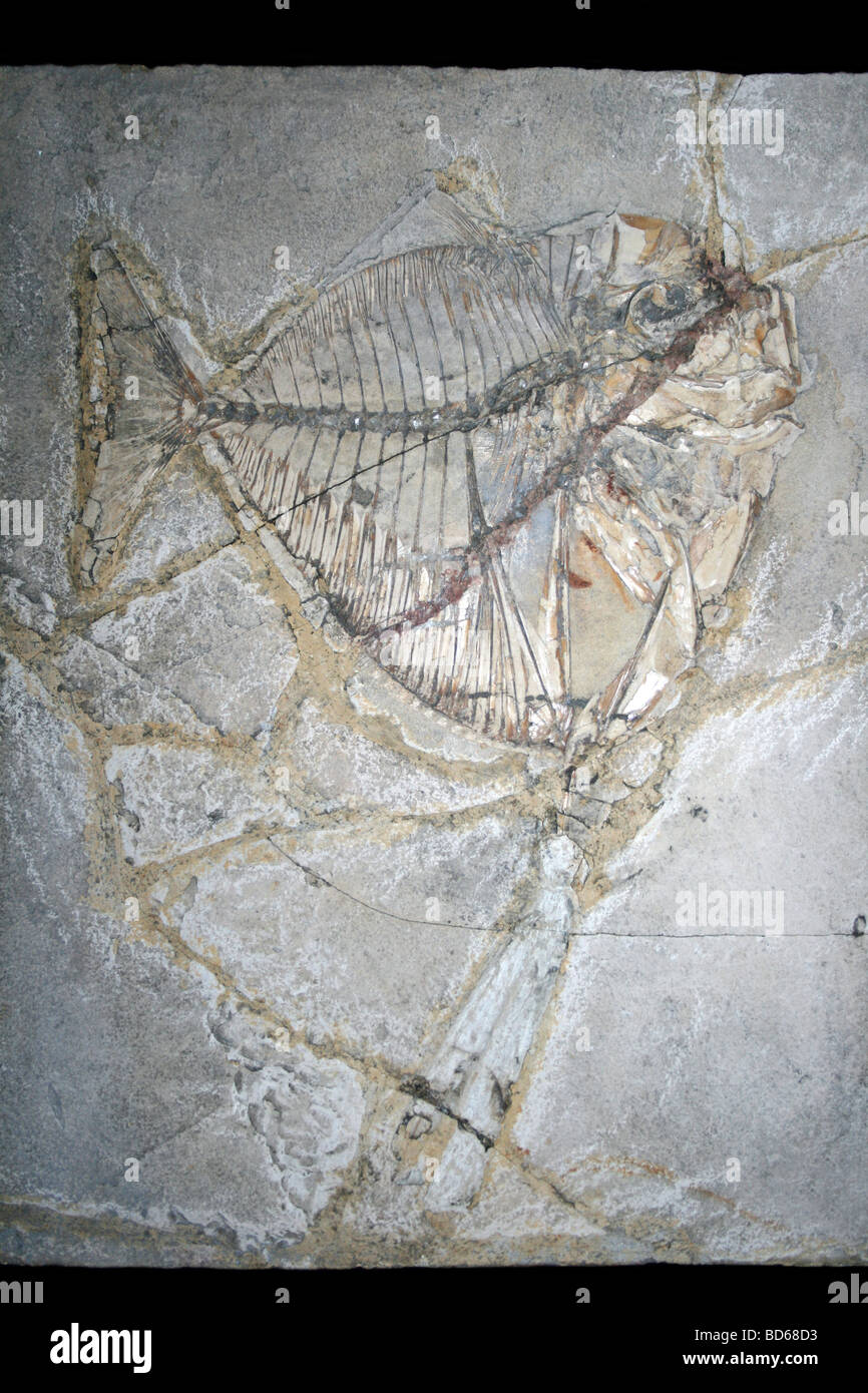 Fossil Fish Mene Rhombea (Eocene), Monte Bolca, Italy Stock Photo