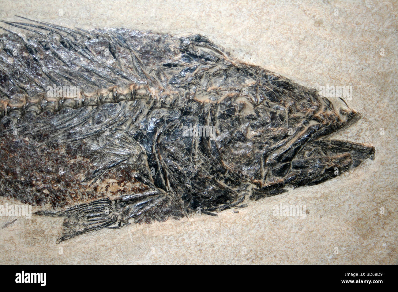 Fossil Fish Mioplosis labracoides (Middle Eocene) From Green River Shales, Wyoming, USA Stock Photo