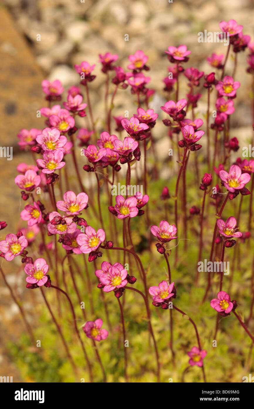 Saxifraga Mossy Saxifrage pink flowers spring April.  unsharpened Stock Photo
