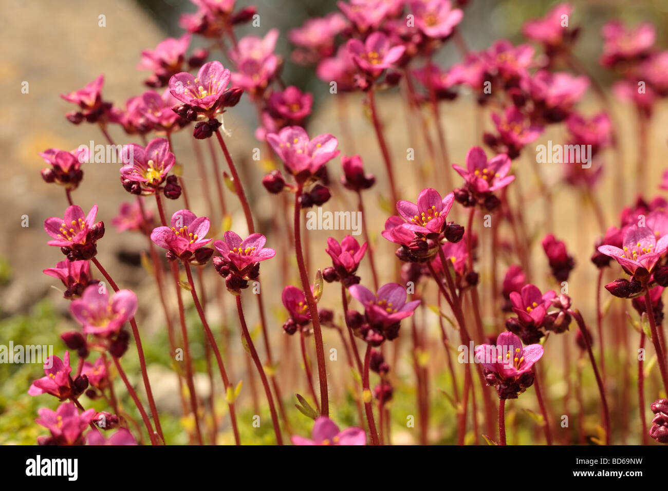 Saxifraga Mossy Saxifrage pink flowers spring April . unsharpened Stock Photo