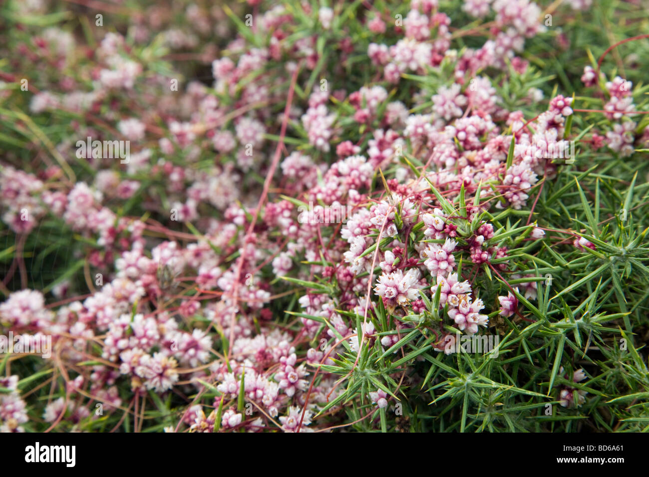 common dodder Cuscuta epithymum host plant gorse Stock Photo