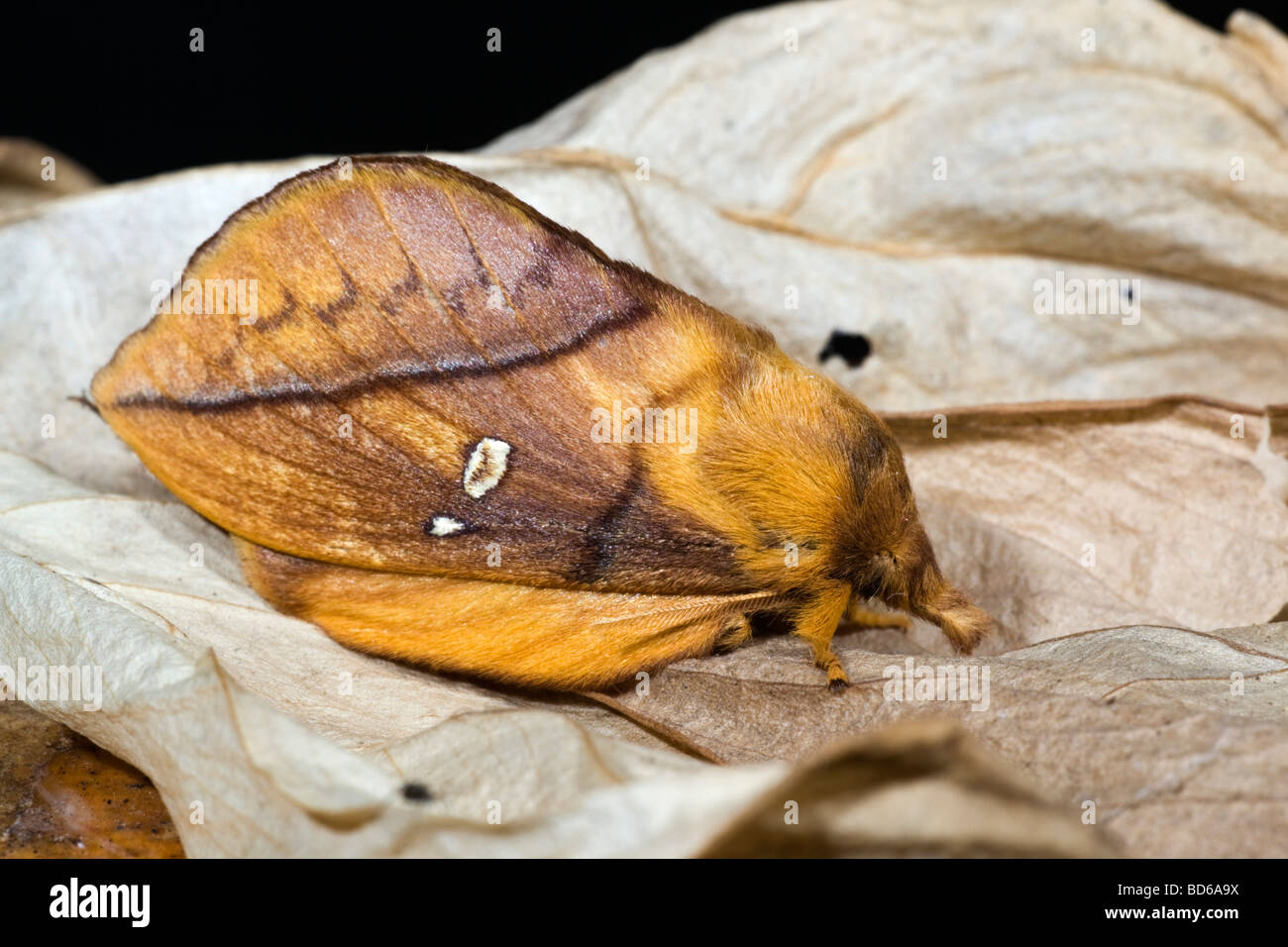 drinker moth Euthrix potatoria Stock Photo