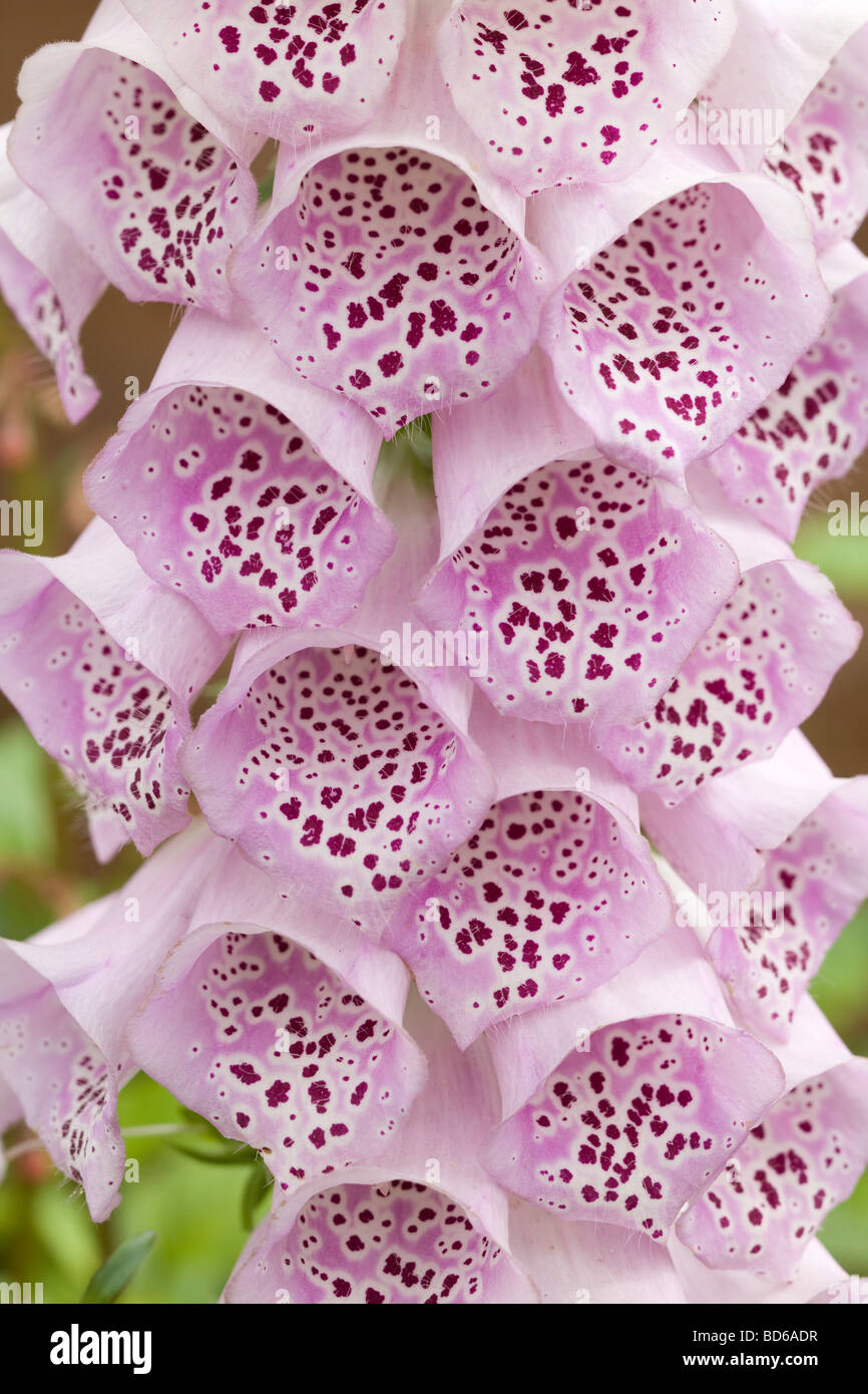 Digitalis hybrid Foxglove garden flower may late spring. unsharpened