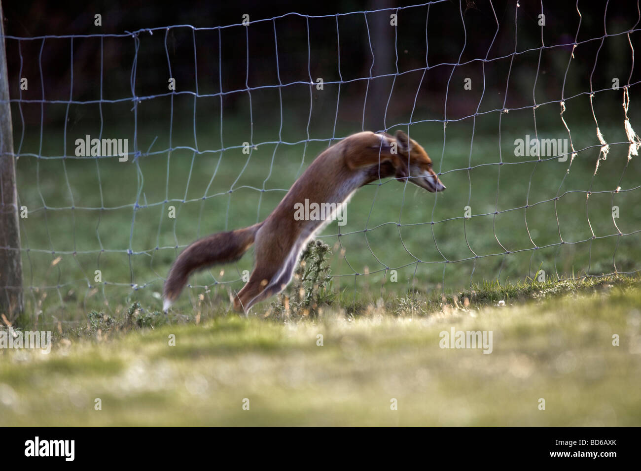 Fox through a fence hires stock photography and images Alamy