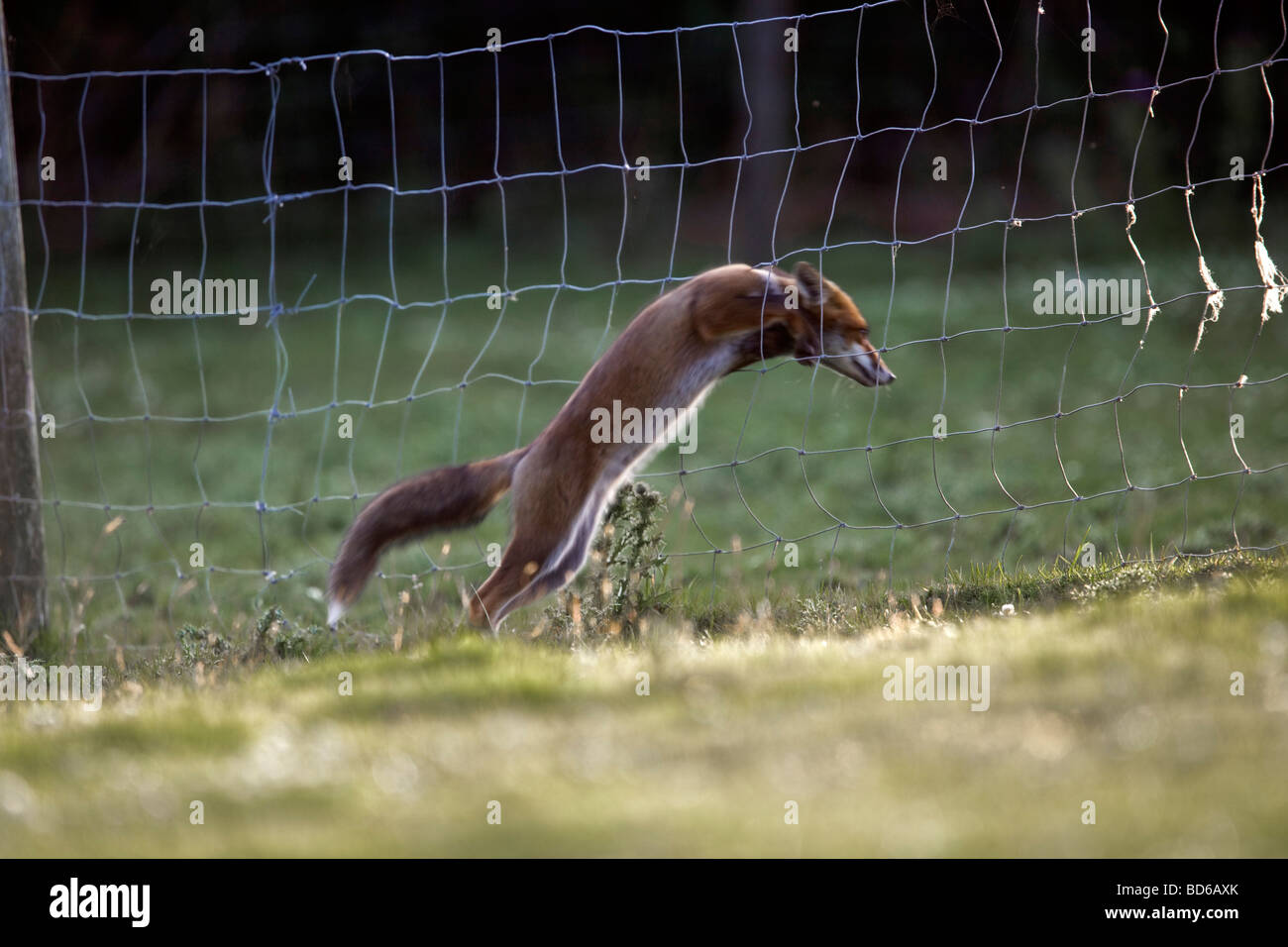 fox Vulpes vulpes cornwall jumping through a fence Stock Photo