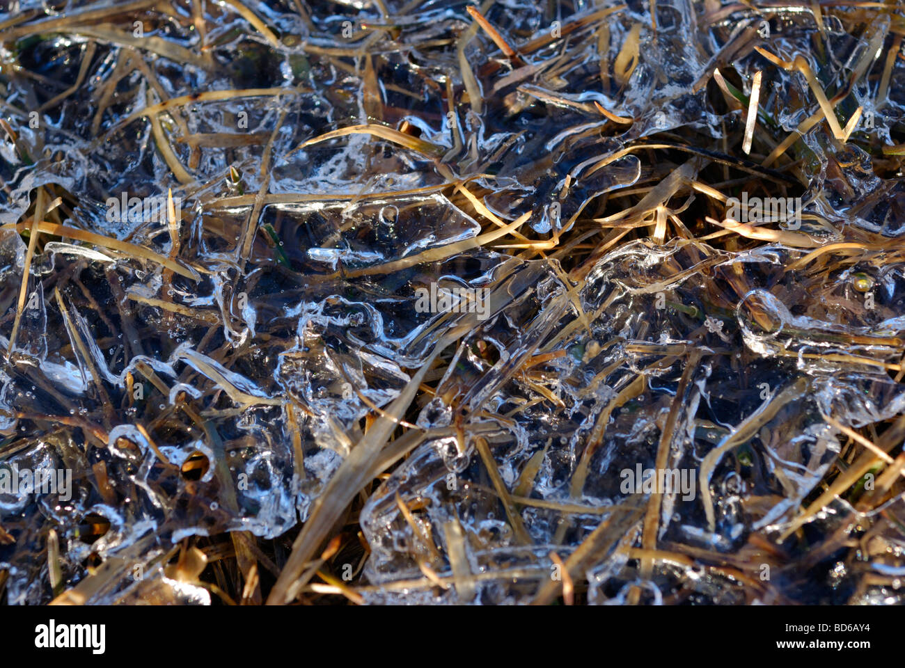 brown grass frozen with ice close up with natural lighting Stock Photo