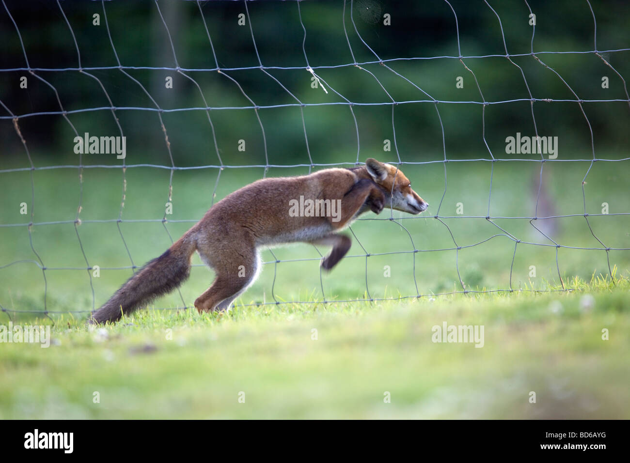 fox Vulpes vulpes cornwall jumping through a fence Stock Photo