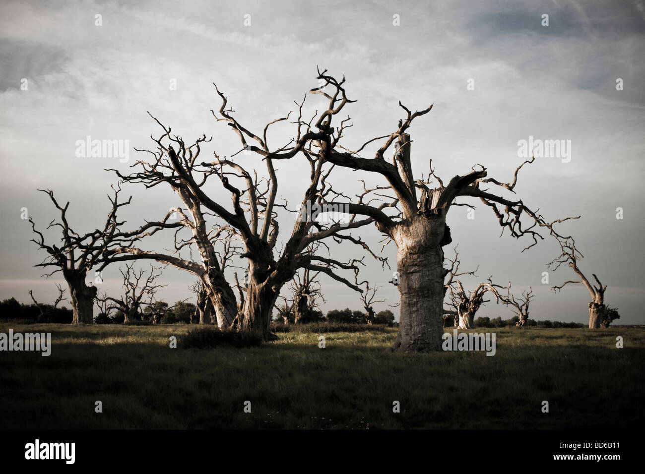 Desaturated colour image of dead oak trees, Essex, UK Stock Photo - Alamy
