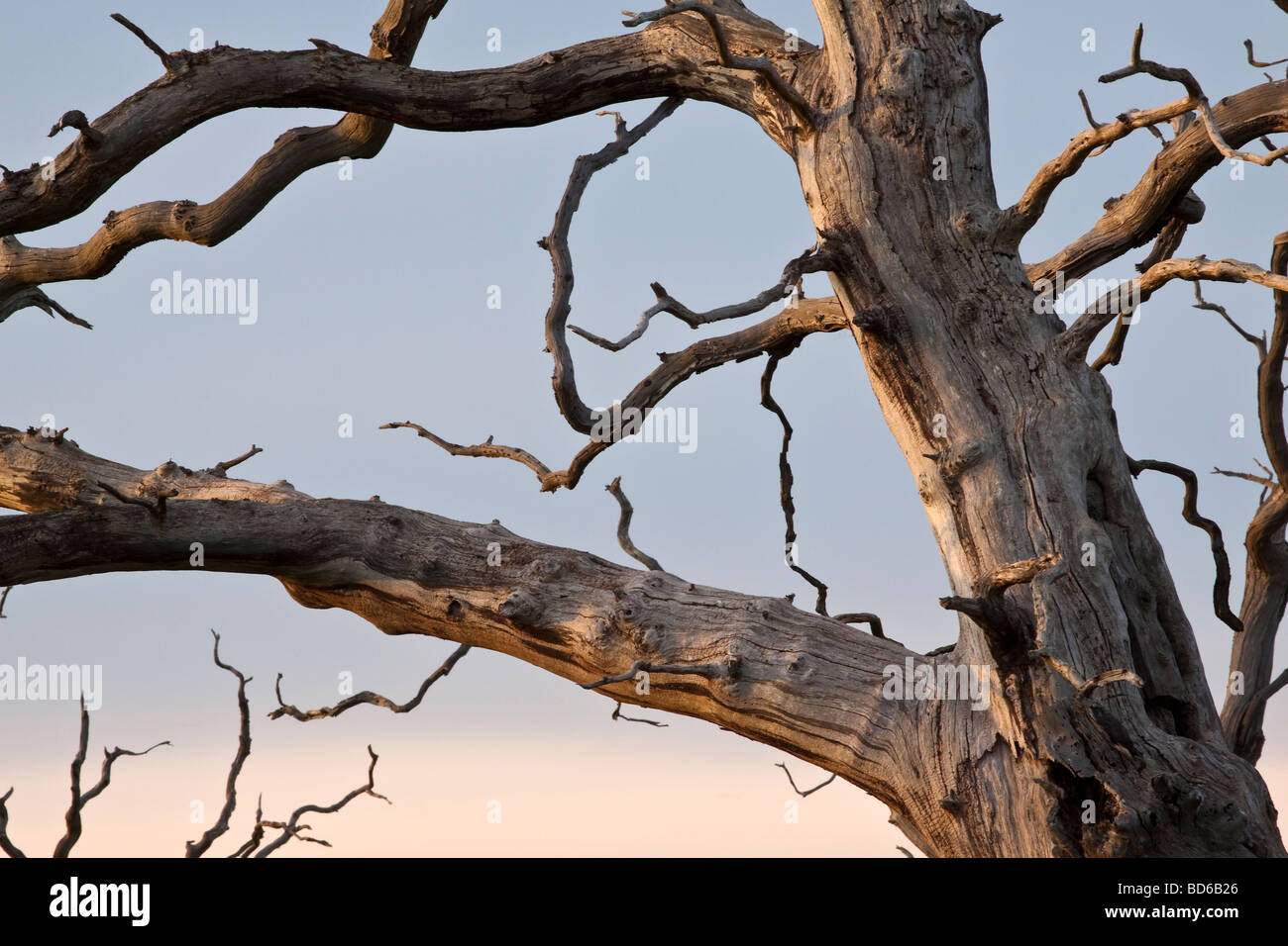 Close up of a dead oak tree, Essex, UK Stock Photo Alamy