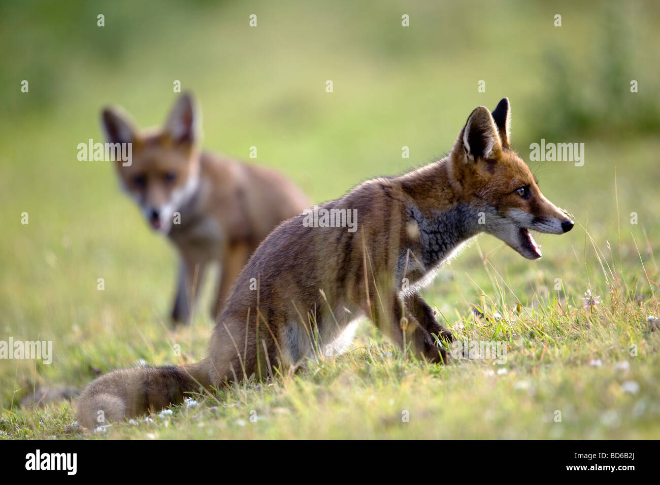 fox cubs Vulpes vulpes cornwall Stock Photo