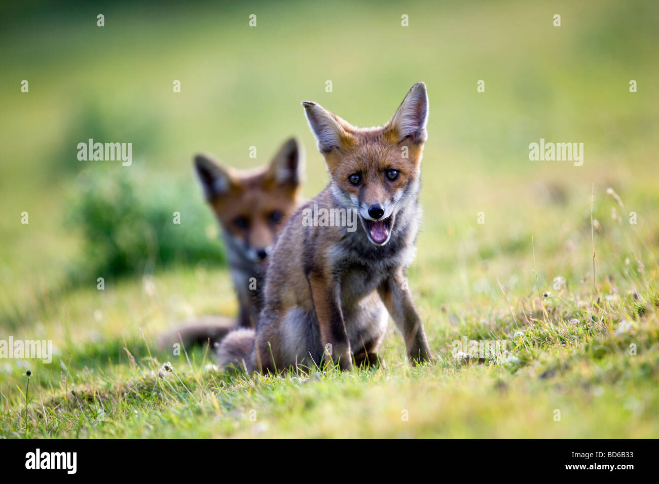 fox cubs Vulpes vulpes cornwall Stock Photo