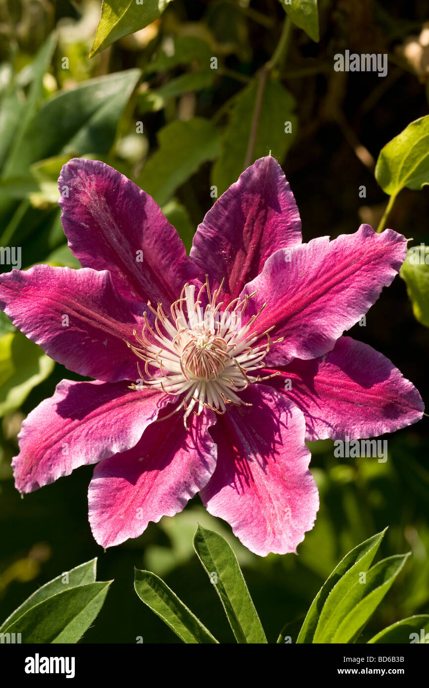 Pink Clematis hybrid possibly Nelly Moser garden flower may late spring unsharpened Stock Photo