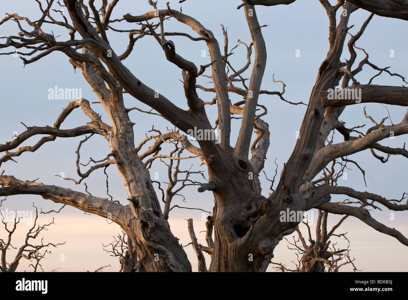 Close up of a dead oak tree, Essex, UK Stock Photo Alamy