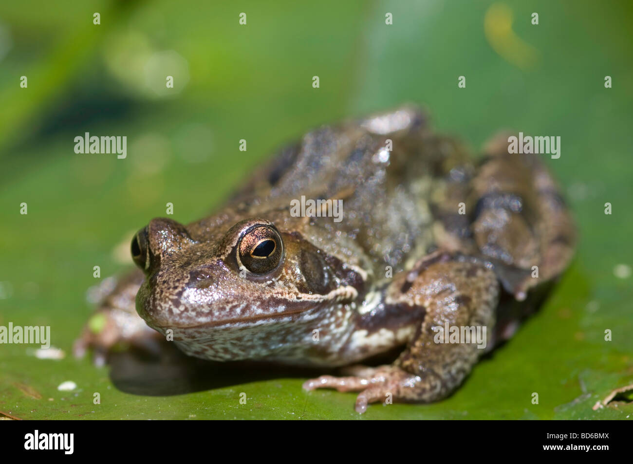 Frog on lily pad Stock Photo