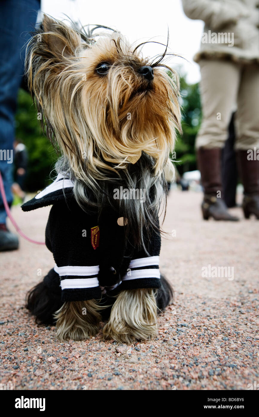 Dog top sailor suit