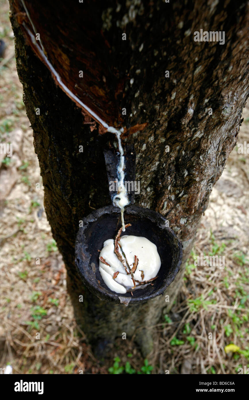 Indonesia, Sumatra Island : gummosis on a tree Stock Photo