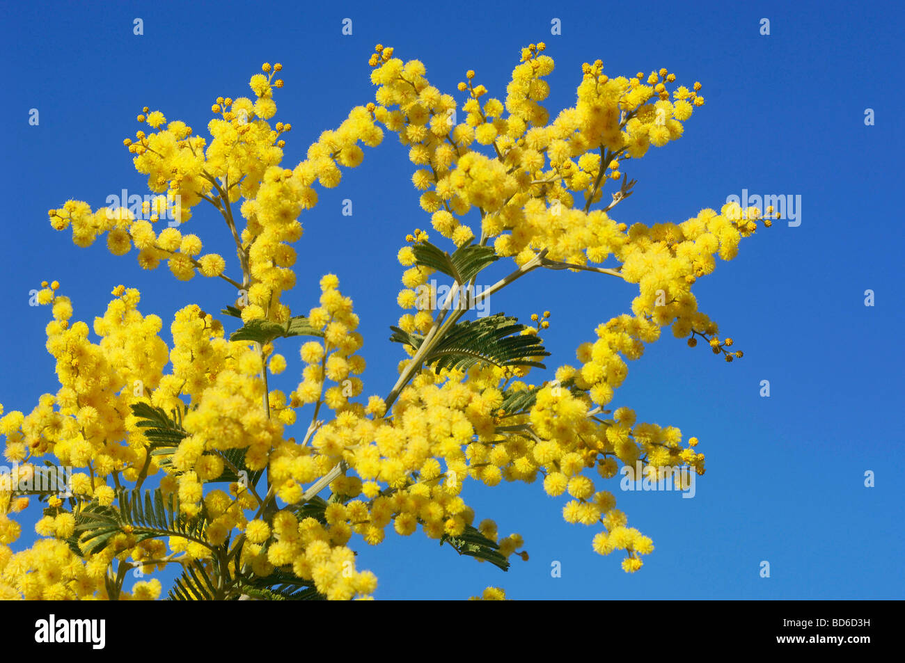 Mimosa in bloom Stock Photo - Alamy
